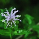 Bergamot Herb – Monarda fistulosa