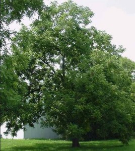 Black Walnut