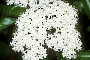 Black Haw Bark – Viburnum prunifolium