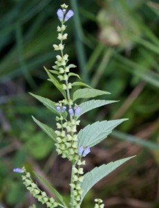 Blue Scullcap(TRUE) – Scutellaria lateriflora