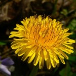 Dandelion Leaf - Taraxacum officinale