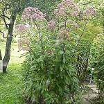 Gravel Root - Eupatorium purpureum