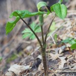 Indian Turnip – Arisaema triphyllum