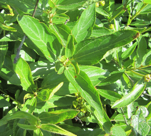 Ceanothus americanus (New Jersey redroot, New Jersey tea): Go Botany