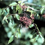 Prickly Ash Bark (Southern) - Zanthoxylum clava-herculis