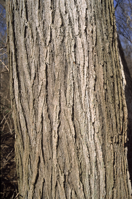 Slippery Elm (Ulmus rubra)