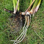 Sweet Flag Root - Acorus calamus
