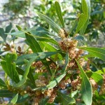 Bayberry Tree Bark – Morella cerifera