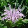 Bergamot Herb - Monarda fistulosa