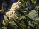 Black Haw Bark - Viburnum prunifolium