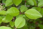 Black Haw Bark - Viburnum prunifolium