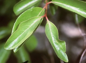 Black Haw Bark – Viburnum prunifolium