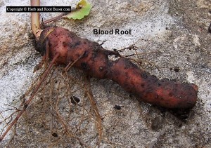 Just Picked Bloodroot