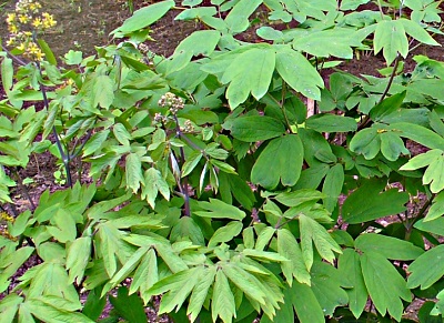 Blue Cohosh Caulophyllum Thalictroides Root Buyer