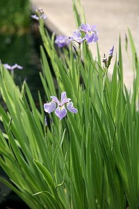 Blue Flag Iris – Iris versicolor