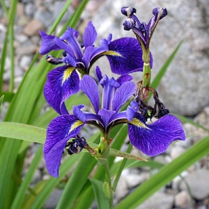 Blue Flag Iris – Iris versicolor