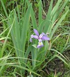 Blue Flag Iris – Iris versicolor