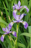 Blue Flag Iris – Iris versicolor