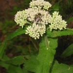 Boneset – Eupatorium perfoliatum