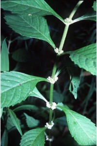 Bugleweed (Herb) – Lycopus virginicus