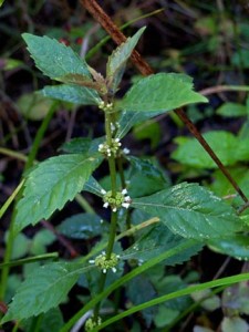 Bugleweed (Herb) – Lycopus virginicus