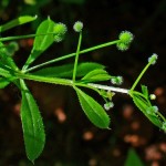Cleavers Herb - Galium aparine