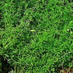 Cleavers Herb - Galium aparine