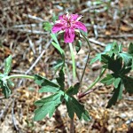 Cranesbill-Wild Geranium – Geranium maculatom