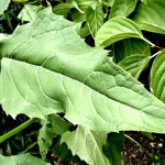 Culver's Root - Veronicastrum virginicum