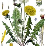 Dandelion Leaf - Taraxacum officinale