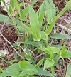 Deer Tongue Leaf – Trilisa spp.