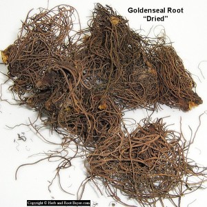 Goldenseal – Hydrastis Canadensis