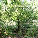 Fringe Tree - Chionanthus virginicus