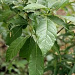 Fringe Tree - Chionanthus virginicus