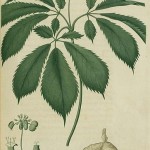 Ginseng - Panax quinquefolius