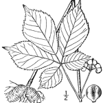 Ginseng - Panax quinquefolius