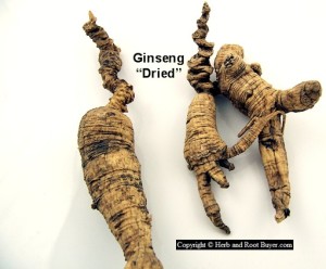 Ginseng – Panax quinquefolius