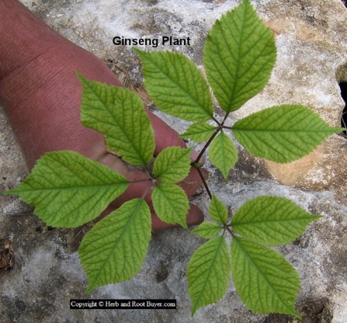 Ginseng – Panax quinquefolius | Root Buyer