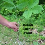 Indian Turnip – Arisaema triphyllum
