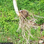 Indian Turnip - Arisaema triphyllum