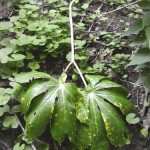 Mayapple Root - Podophyllum peltatum
