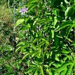 Maypop-Passion Flower - Passiflora incarnata