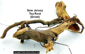 Red Root - New Jersey Tea Root - Ceanothus americanus