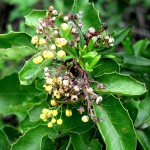 Oregon Grape Plant - Mahonia repens