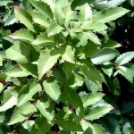 Oregon Grape Plant - Mahonia repens