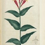 Pink Root – Spigelia marilandica