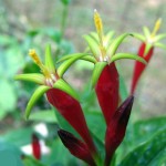Pipsissewa Herb – Chimaphila umbellata