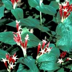 Pipsissewa Herb – Chimaphila umbellata