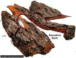 Sassafras – Sassafras albium