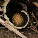 Skunk Cabbage - Symplocarpus foetidus